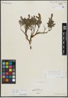 Foto von Salix alpina Scop. x Salix breviserrata Flod.